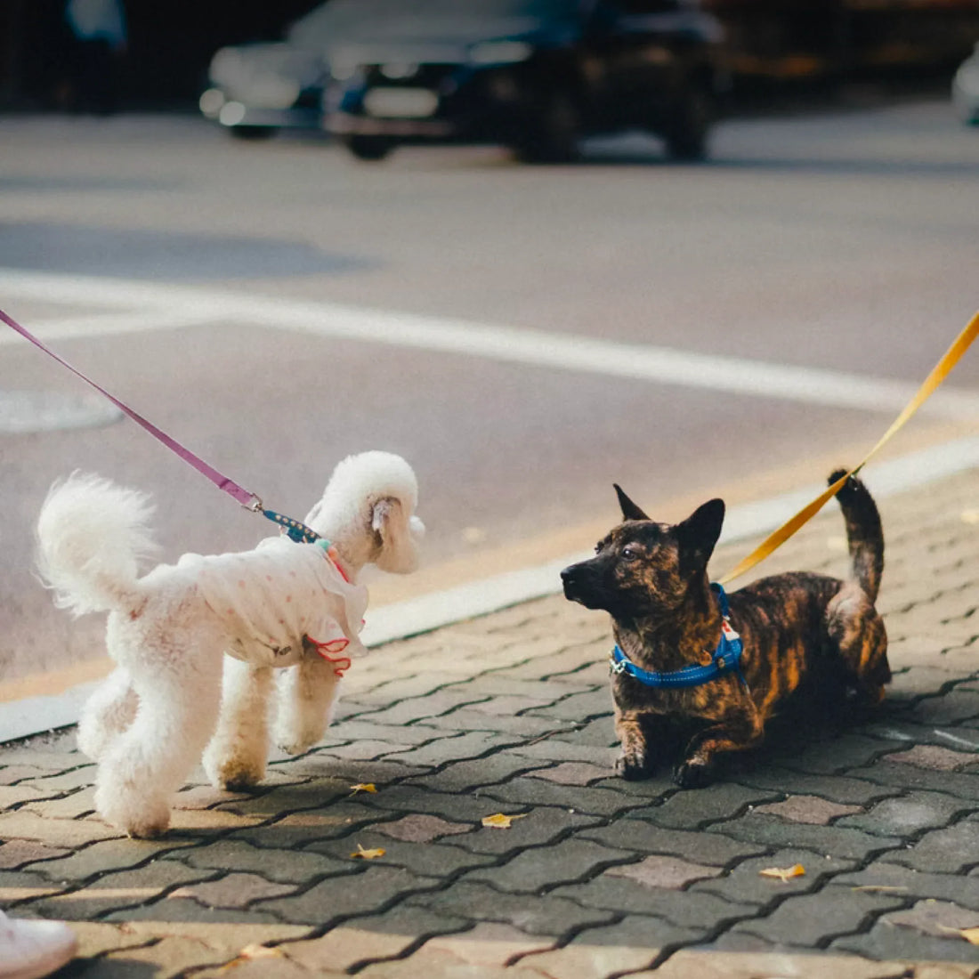 5 Ways to Socialize Your Dog