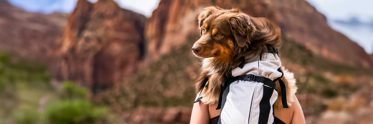Why Your Pet Needs a Backpack Carrier for Adventures