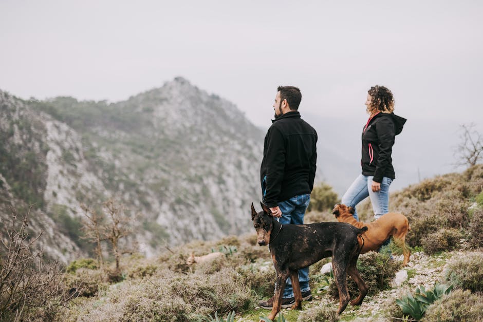 Top Pet Carrier Backpacks for Your Furry Friends
