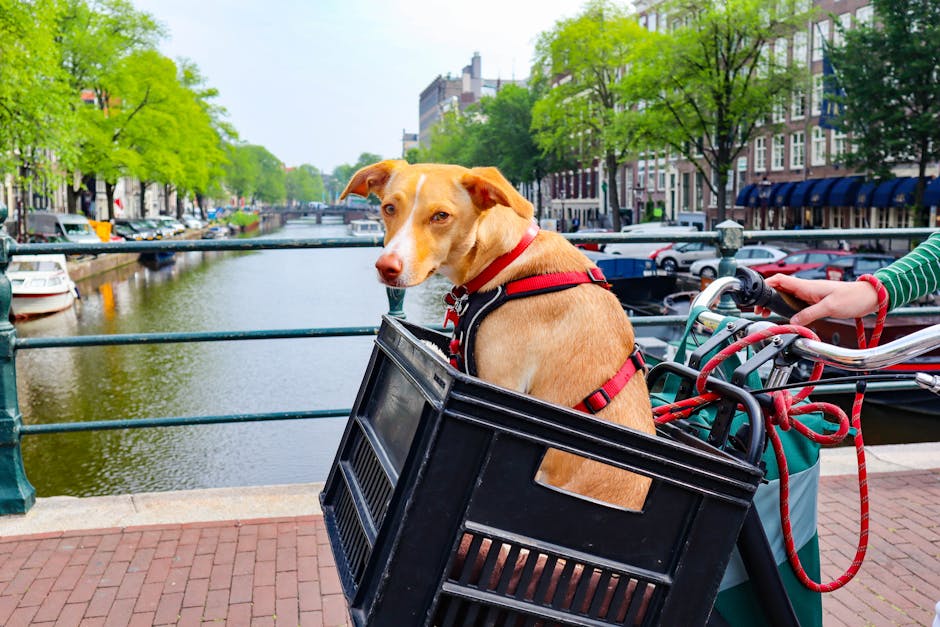 Discover Innovative Pet Gear That Transforms Your Pets' Lives!