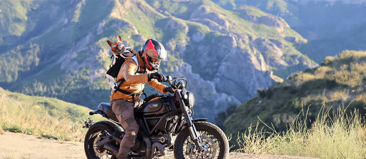 French Bulldog riding a motorcycle, used as the visual for the K9 Sport Sack sizing quiz