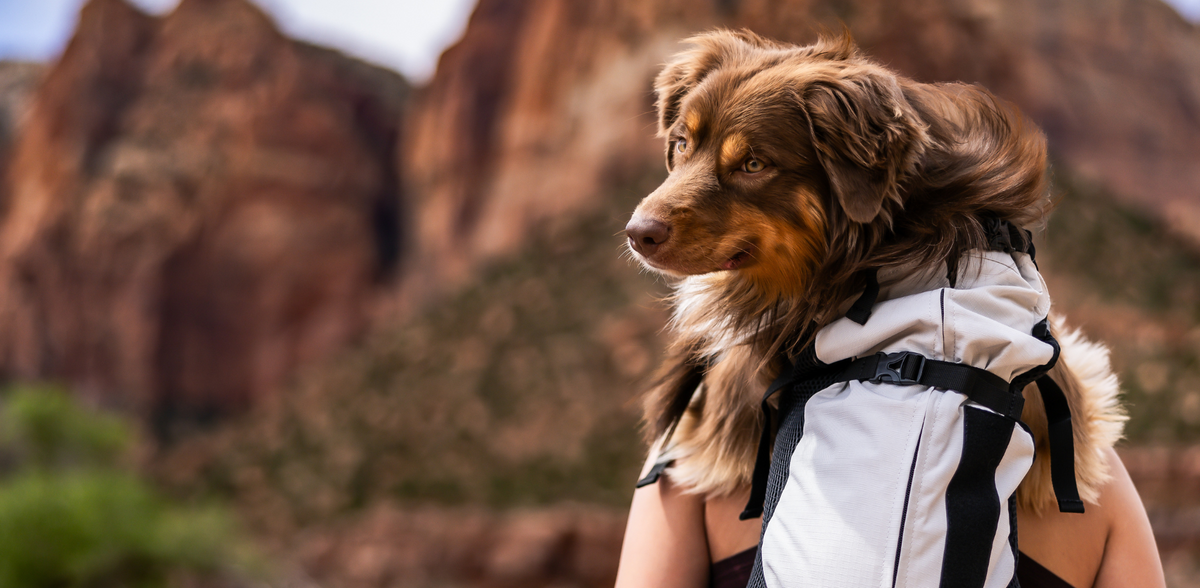Dog in a backpack in a natural outdoor setting