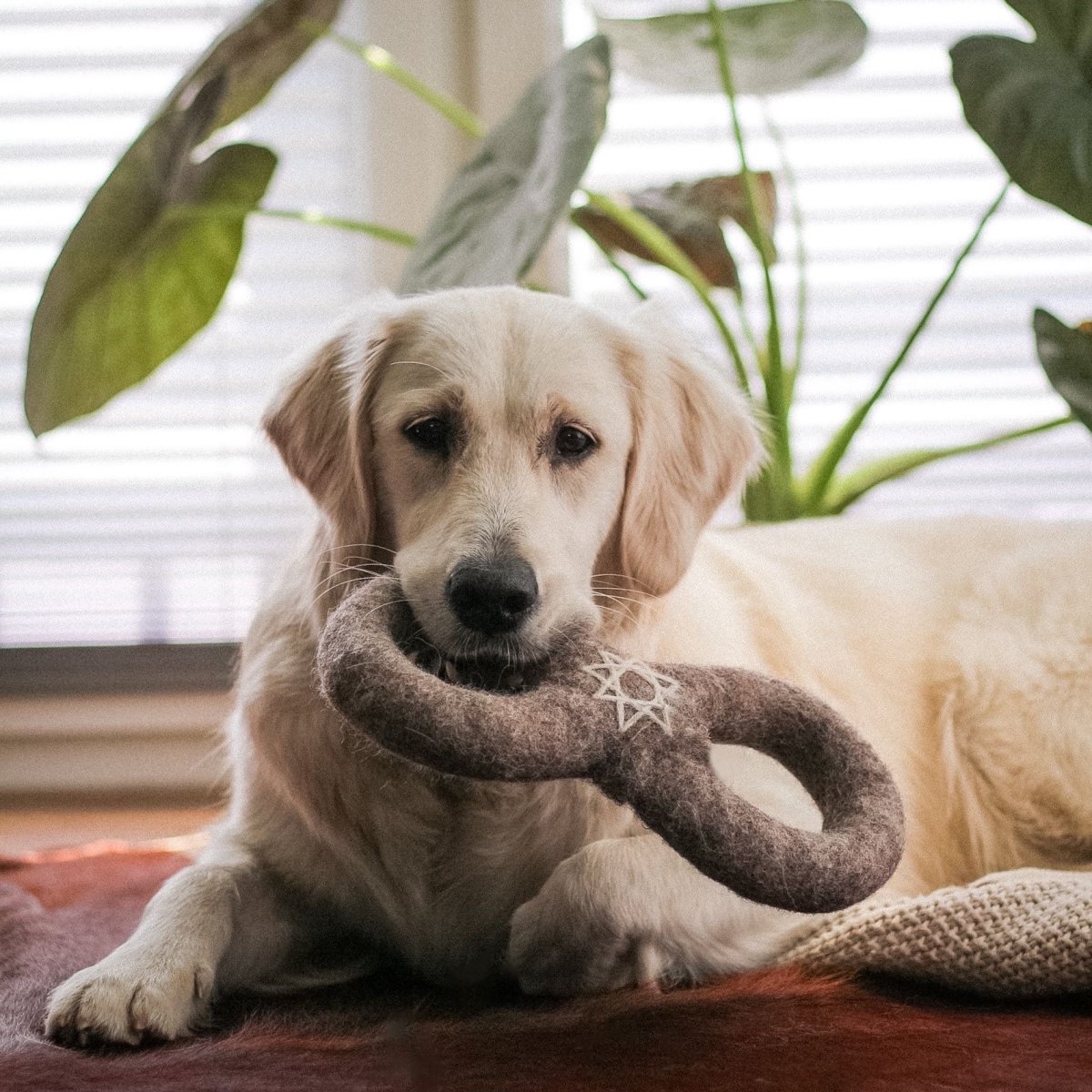 Wooliie 100% Wool Dog Toys