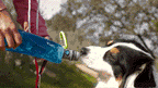 Dog Drink Water
