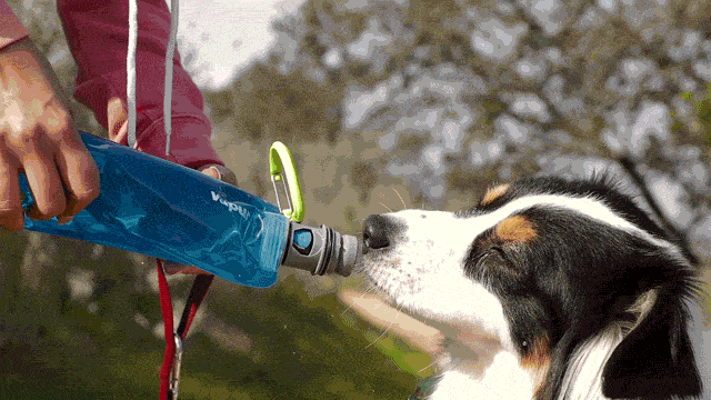 Dog Drink Water